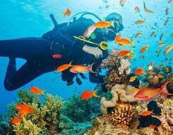 Scuba Diving At North Bay Island