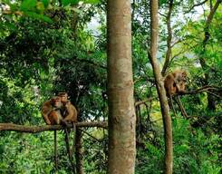 Nature Trek & Birding in Udawatte Kele Sanctuary