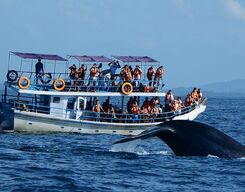 Deep sea fishing and whale watching day trip in Mirissa