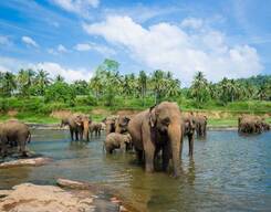 Day Tour to Pinnawala Elephant Orphanage
