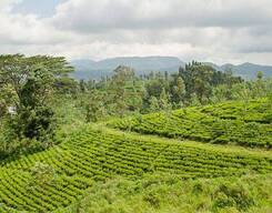 Nuwara Eliya Day Tour from Kandy