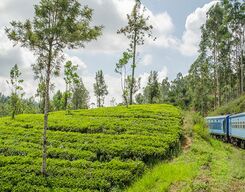 Nuwara Eliya Day Tour by Scenic Train Ride