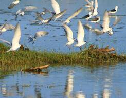 Afternoon Wildlife Safari at Bundala National Park