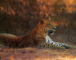 Wilpattu National Park Full Day Safari with Picnic Lunch