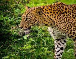 Afternoon Safari at Yala National Park