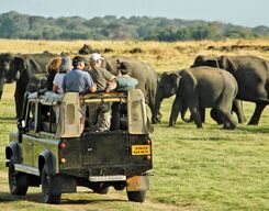 Jeep Safari at Minneriya National Park