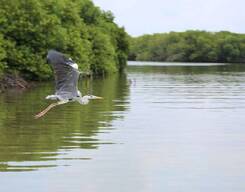 Muthurajawela Sanctuary Bird Watching Tour