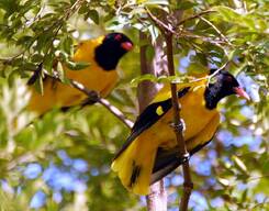 Birding Tour in Kumrakom