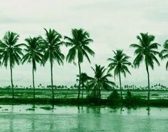Night Fishing In Kumarakom