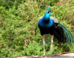 Morning Wildlife Safari at Yala National Park