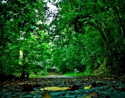 Kanneliya Rain-forest Guided Hike