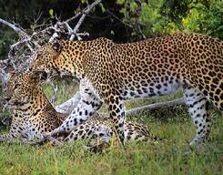 Wilpattu Wildlife Safari with Breakfast and Picnic Lunch from Anuradhapura
