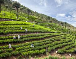 Lipton Seat and Dambatenne Tea Factory Tour