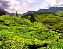 Tea Plucking and Tea Factory Tour in Nuwara Eliya