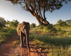 Half Day Safari at Udawalawe National Park