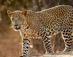 2-Day Yala National Park Trip from Colombo