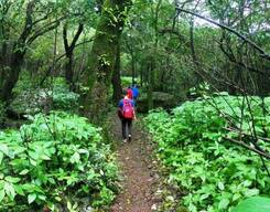 Monsoon Trek To Bhimashankar via Shirdi Ghat