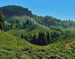 The Hill Queen - Darjeeling