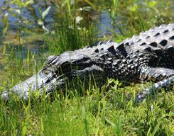 Crocodile & Bird Watching Tour