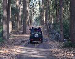Jeep Safari In Corbett National Park