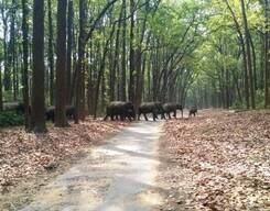 Bird Watching And Photography Tour In Corbett National Park