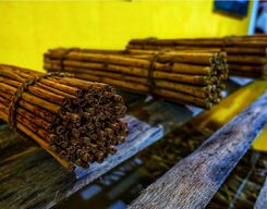 Madu Ganga Boat Ride & Cinnamon Island Tour