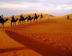 Overnight Camping And Camel Safari In Jodhpur