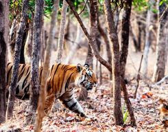Tiger Safari in Pench National Park