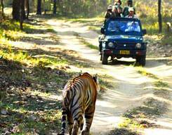 Tiger Safari In Kanha National Park