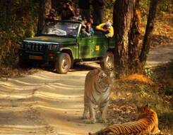 Tiger Safari In Bandhavgarh National Park