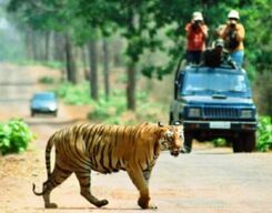 Tiger Safari In Tadoba National Park