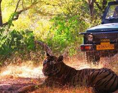 Tiger Safari in Ranthambore National Park