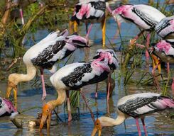 Full Day Kumana National Park Safari