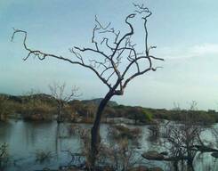 Yala National Park Safari Experience from Galle