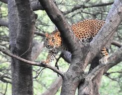 Jhalana Panther Safari in Jaipur