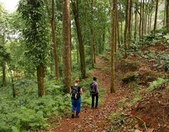 Nature Trail Walking in Wayanad
