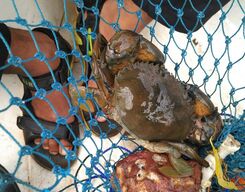Crab Catching and Barbecue in the Backwaters