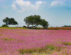 Kaas Plateau and Panchgani 2 Day Sightseeing Tour from Mumbai