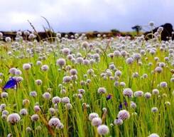 Kaas Plateau Sightseeing Day Tour from The City of Pune