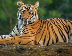 Dudhwa National Park Day Tour from The City of Lucknow
