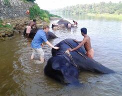 Largest Waterfall In Kerala and Elephant Camp Tour