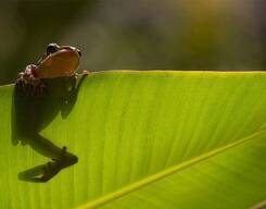Herping & Macro Photography Tour - COORG