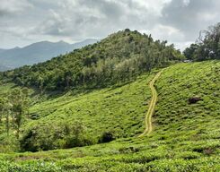 Wayanad Local Sightseeing Day Tour from Mysore City