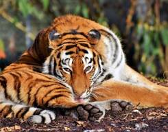 Bandipur 2-Day Tour from Bangalore City