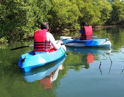 Kayaking on the Backwater of Nerul in Goa