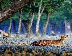 Sundarbans 2 Days and 1 Night Tour From Kolkata