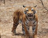 Sundarbans Day Tour from Kolkata
