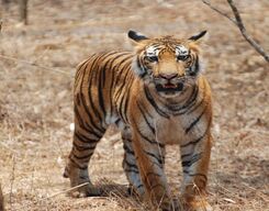 Sundarbans Day Tour from Kolkata