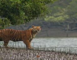 Sundarbans 3 Days and 2 Nights Tour From Kolkata