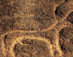 Rock Art Tour in Goa with an Archaeologist